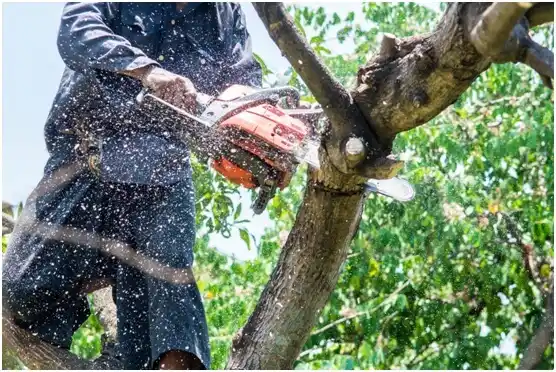 tree services Pin Oak Acres